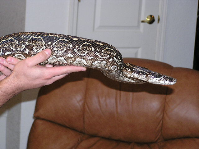 Argentine  boa  holding from neck near chair