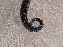 Argentine  boa constrictor tail pic