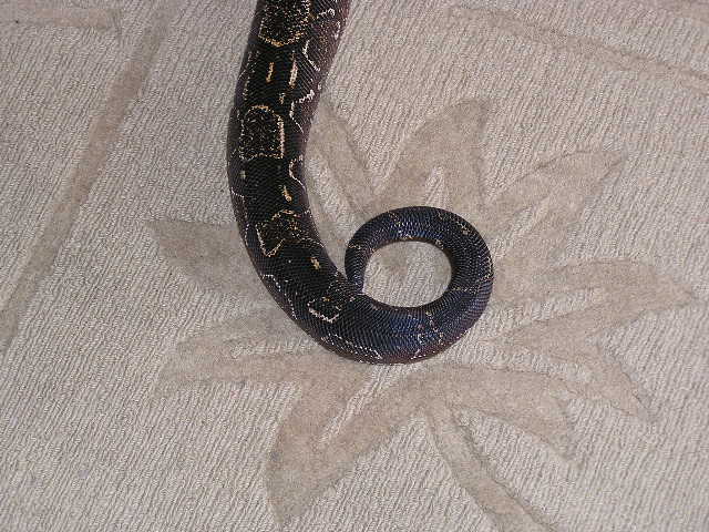 Argentine  boa constrictor tail pic