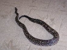 Argentine boa constrictor whole length of snake
