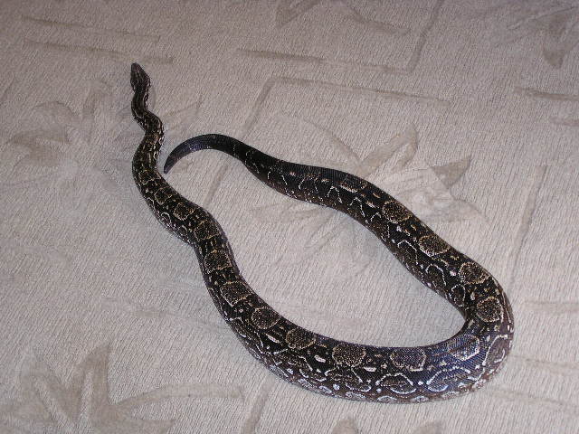 Argentine boa constrictor whole length of snake