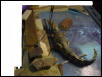 My caiman pic 2