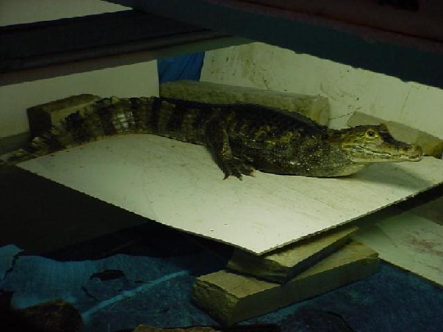 Spec. Caiman 4 1/2ft