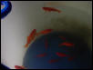 Goldfish