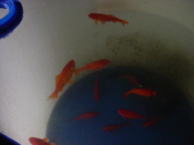 Goldfish