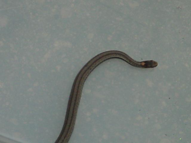 ID this snake