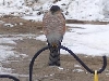 hawk