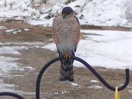 hawk