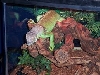 kiwi in 04