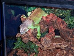 kiwi in 04