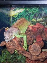 kiwi in 04