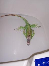 kiwi in the tub