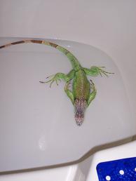 kiwi in the tub