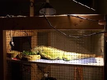 kiwi sleeping