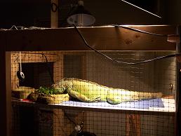 kiwi sleeping