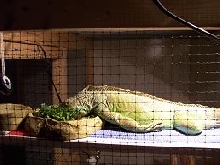 kiwi sleeping in her greens