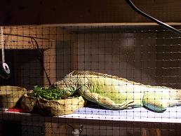 kiwi sleeping in her greens