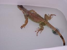kiwi in the tub