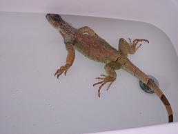kiwi in the tub