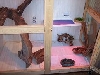 kiwis cage