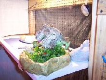 kiwi eating