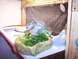kiwi eating