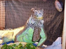 kiwi being kiwi
