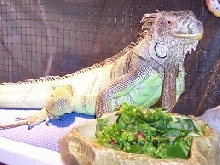kiwi eating her greens