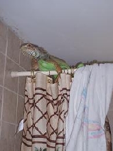 kiwi on the shower rod