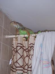 kiwi on the shower rod