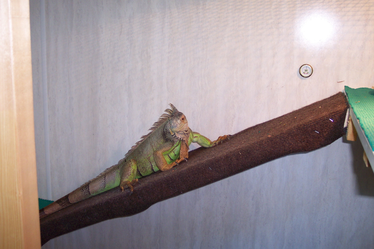 kiwi on her ramp
