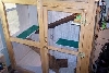 kiwis cage