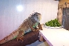 kiwi looks like dinner time