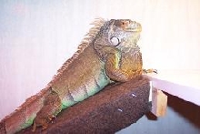 kiwi  getting ready for dinner