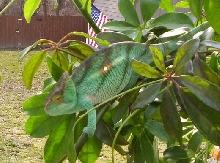 Monster enjoying the weather