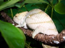 Nick Viola Calumma Parsonii