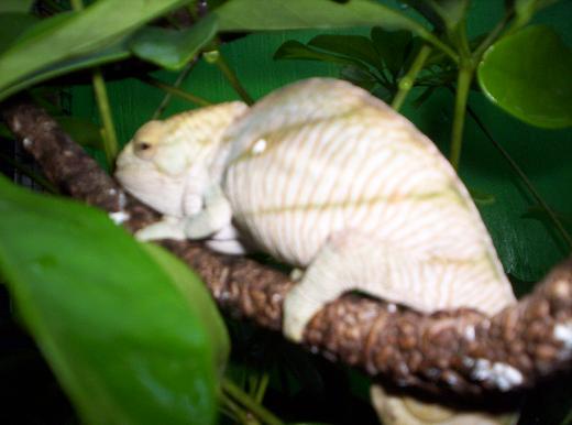 Nick Viola Calumma Parsonii