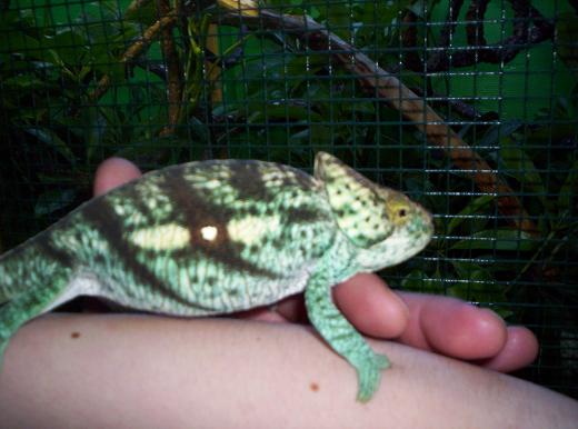 Nick Viola's Male Parsonii