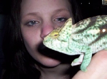 My Girl and Male Parson's Chameleon