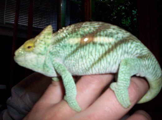 Monster The Juvenile Parson's Chameleon