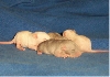 1 week old babies