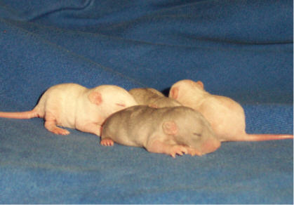 1 week old babies