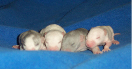 The Babies1