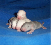 The Babies2