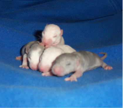The Babies2