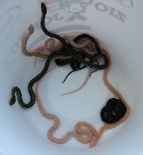 09female1hetxmaslitter