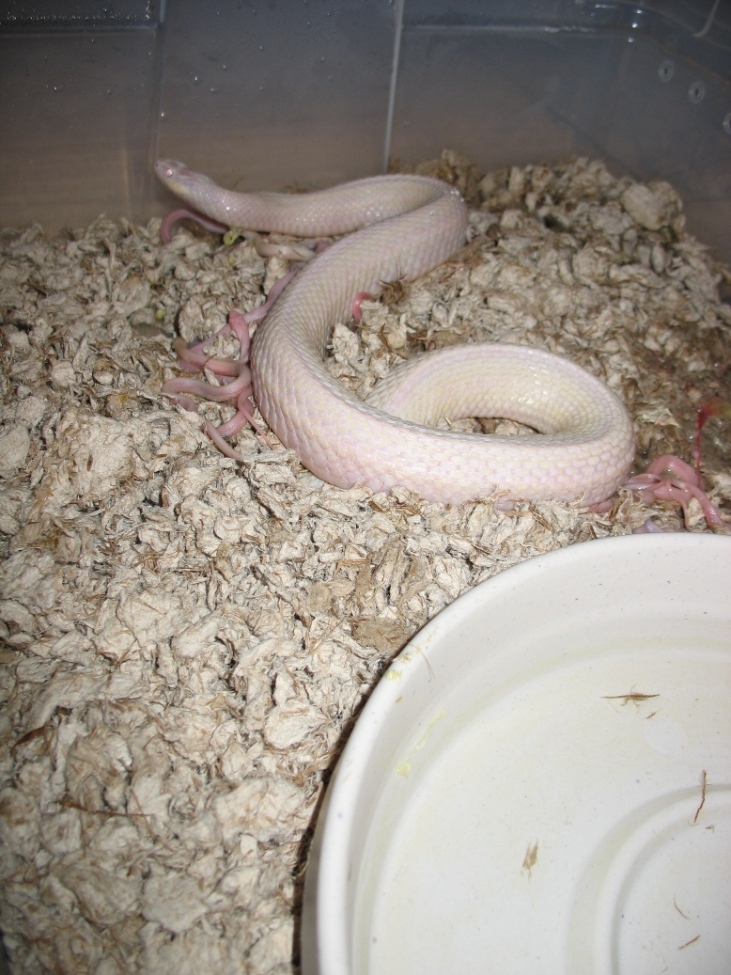 20080511 hatchling Iowa snow plains garters with mother Ruby