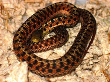 20090113 Carteret Co male