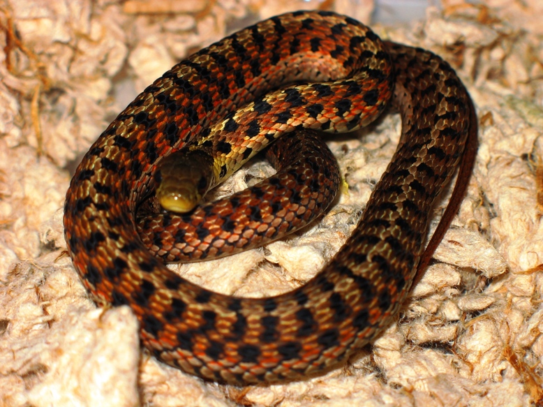 20090113 Carteret Co male