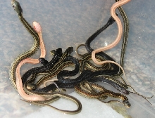 2009doublehetsnowlitter